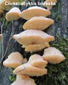 Climacocystis borealis-amf1524